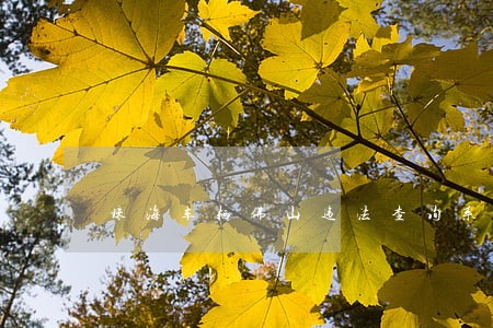 珠海车辆佛山违法查询系统 珠海车辆佛山违法查询系统