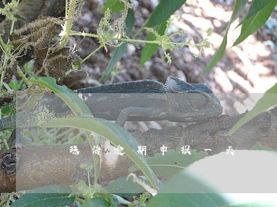 珠海逾期申报一天 珠海逾期申报一天