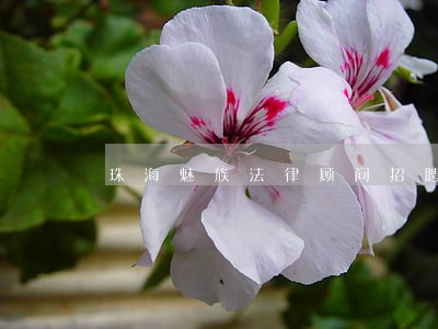 珠海魅族法律顾问招聘 珠海魅族法律顾问招聘