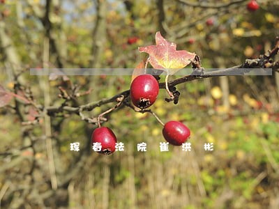 珲春法院崔洪彬 珲春法院崔洪彬
