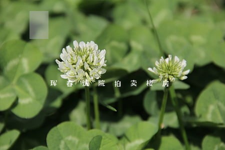 珲春法院拍卖楼房 珲春法院拍卖楼房