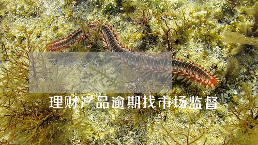 理财产品逾期找市场监督 理财产品逾期找市场监督