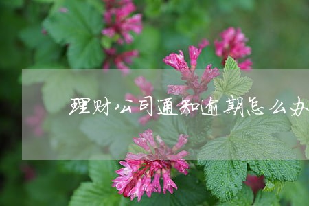 理财公司通知逾期怎么办 理财公司通知逾期怎么办
