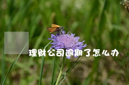 理财公司逾期了怎么办 理财公司逾期了怎么办
