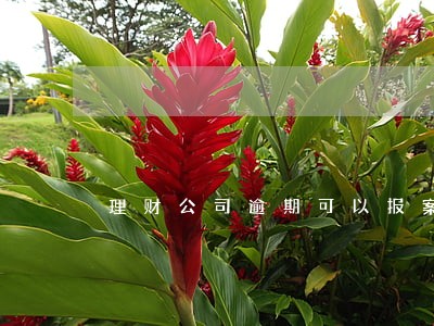 理财公司逾期可以报案吗 理财公司逾期可以报案吗