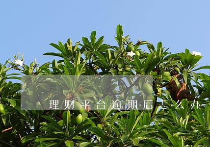 理财平台逾期后怎么办