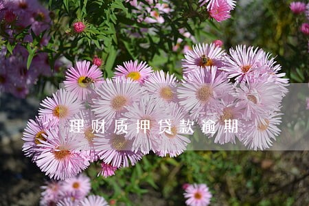 理财质押贷款逾期 理财质押贷款逾期
