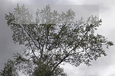 理财逾期占比梧桐 理财逾期占比梧桐