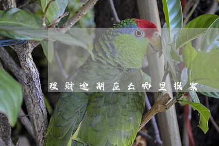 理财逾期应去哪里报案