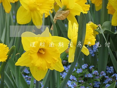 理财逾期用房产兑付 理财逾期用房产兑付
