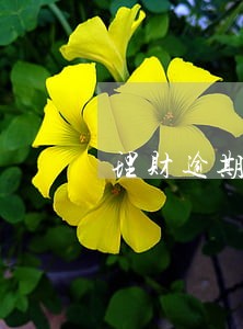 理财逾期算违约吗 理财逾期算违约吗