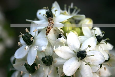 理财逾期超过一个月赔偿金 理财逾期超过一个月赔偿金