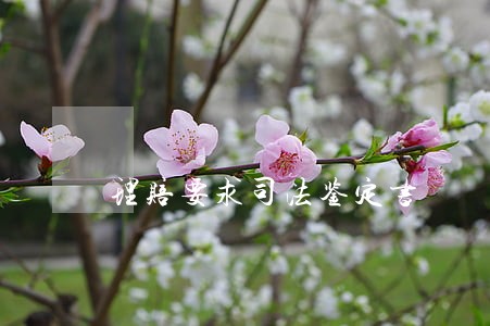 理赔要求司法鉴定书 理赔要求司法鉴定书