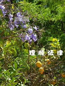 理顺法律咨询案 理顺法律咨询案