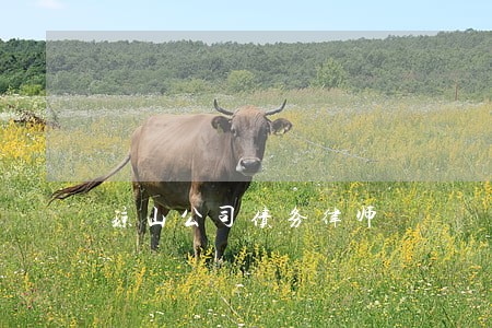 琼山公司债务律师 琼山公司债务律师