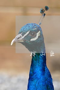 琼山区云龙镇证券律师 琼山区云龙镇证券律师