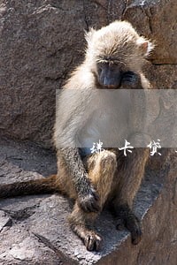 瑞卡贷逾期后刷卡怎么钱不到账 瑞卡贷逾期后刷卡怎么钱不到账