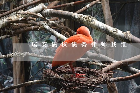 瑞安债权债务律师找谁 瑞安债权债务律师找谁