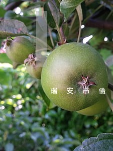 瑞安市债务风险代理律师哪家好 瑞安市债务风险代理律师哪家好