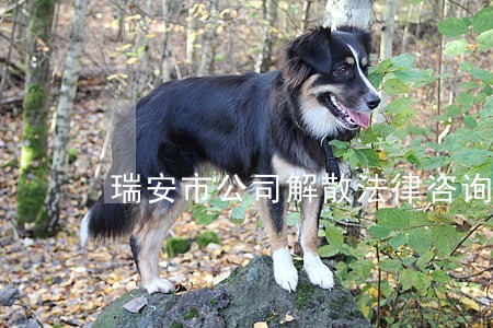 瑞安市公司解散法律咨询热线 瑞安市公司解散法律咨询热线
