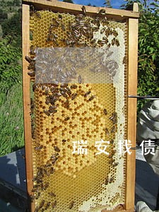 瑞安找债务律师电话 瑞安找债务律师电话
