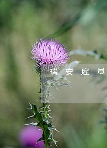 瑞安雇员待遇 瑞安雇员待遇