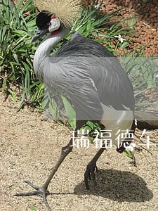 瑞福德车贷逾期6天会怎么样 瑞福德车贷逾期6天会怎么样