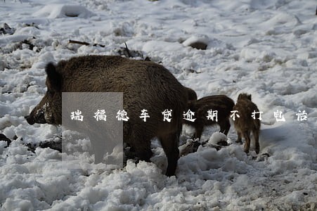 瑞福德车贷逾期不打电话怎么办 瑞福德车贷逾期不打电话怎么办