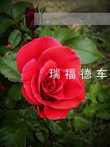 瑞福德车贷逾期后果 瑞福德车贷逾期后果