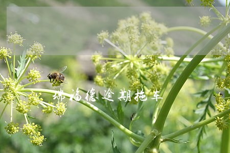 瑞福德逾期拖车 瑞福德逾期拖车
