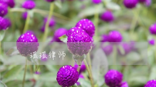 瑶瑶律师 瑶瑶律师