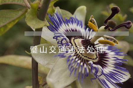 璧山交通违法处理 璧山交通违法处理