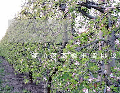 璧山区离婚申请协议 璧山区离婚申请协议