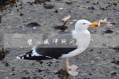 璧山法律顾问 璧山法律顾问