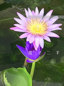 瓜子二手车有逾期能买车吗 瓜子二手车有逾期能买车吗