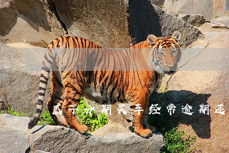 瓜子分期买车经常逾期还能分期吗 瓜子分期买车经常逾期还能分期吗
