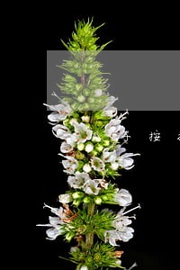 瓜子按揭买车逾期几天威胁拖车 瓜子按揭买车逾期几天威胁拖车