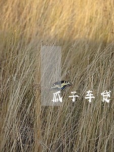 瓜子车贷逾期多久之内没事 瓜子车贷逾期多久之内没事