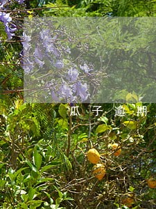 瓜子逾期上报人行吗 瓜子逾期上报人行吗