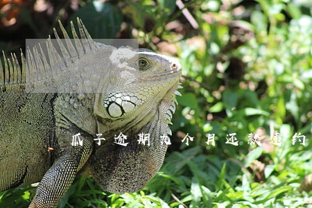 瓜子逾期九个月还款违约金 瓜子逾期九个月还款违约金