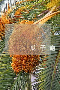 瓜子逾期几天会怎样 瓜子逾期几天会怎样