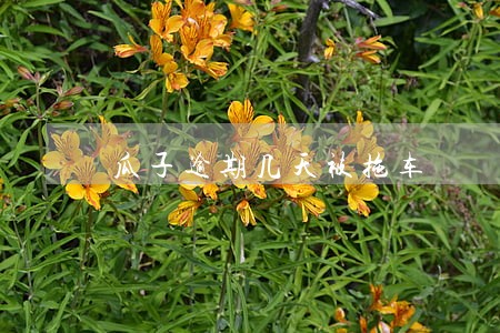 瓜子逾期几天被拖车 瓜子逾期几天被拖车