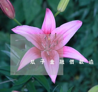 瓜子金融借款逾期 瓜子金融借款逾期