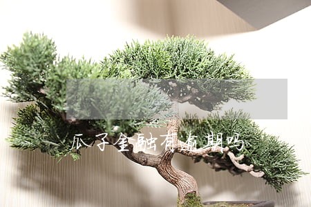 瓜子金融有逾期吗 瓜子金融有逾期吗