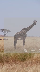 瓜子金融逾期之后会怎样 瓜子金融逾期之后会怎样