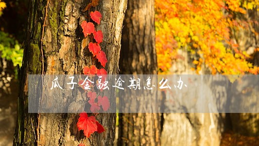 瓜子金融逾期怎么办 瓜子金融逾期怎么办