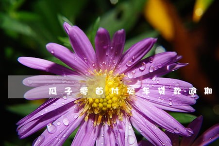 瓜子零首付买车贷款逾期了 瓜子零首付买车贷款逾期了