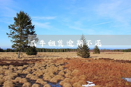 瓜牛租赁逾期不还 瓜牛租赁逾期不还