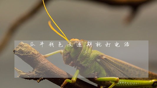 瓜牛钱包没逾期就打电话 瓜牛钱包没逾期就打电话