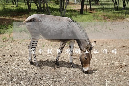 瓜牛钱包逾期上征信吗 瓜牛钱包逾期上征信吗